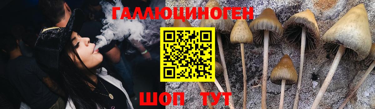 Псилоцибиновые грибы Cubensis Вологда